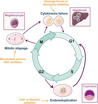 Whole-Genome Doubling as a source of cancer: how, when, where, and why?